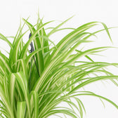Chlorophytum Comosum Variegatum 30cm im 17cm Topf Nahaufnahme