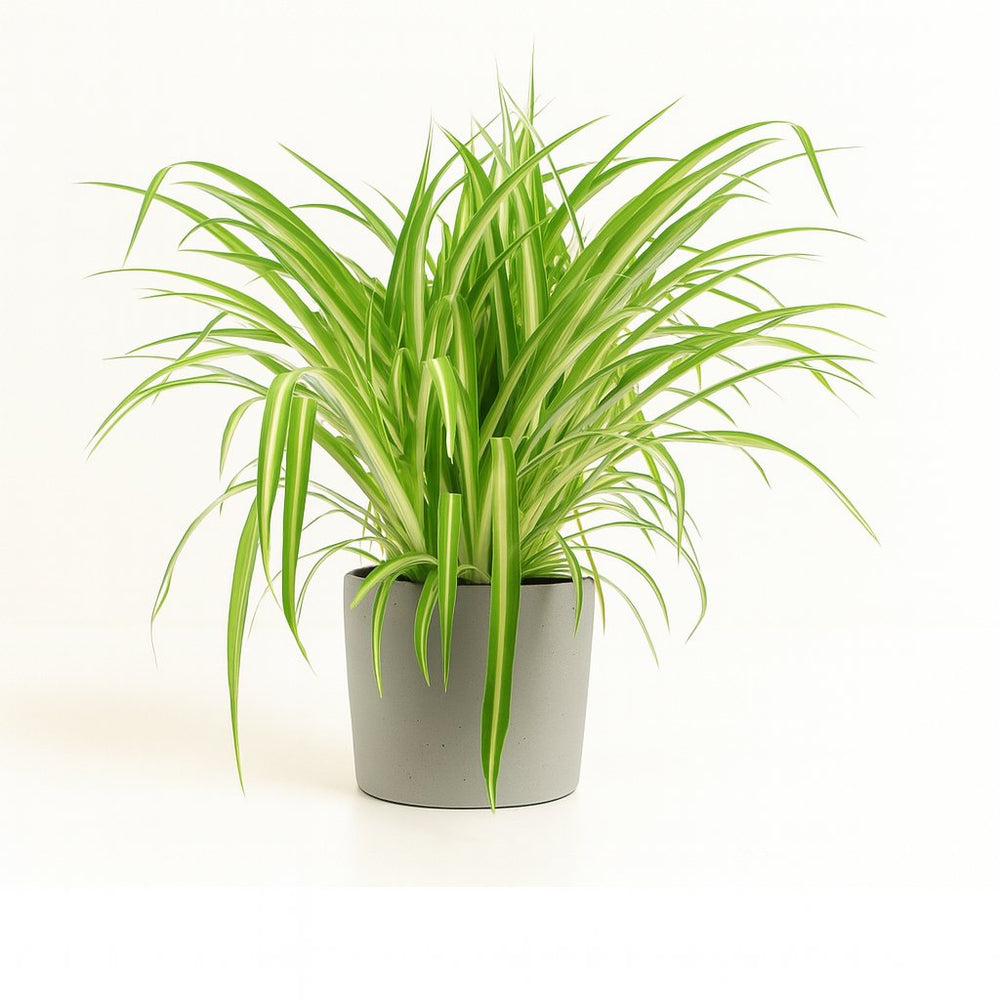 Chlorophytum Comosum Variegatum 30cm im 17cm Topf
