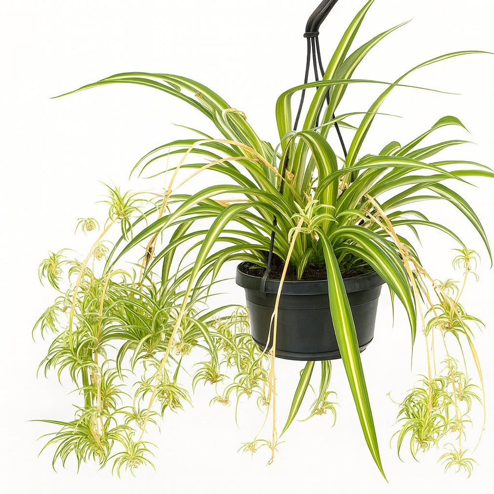 Chlorophytum Comosum Variegatum 55cm im 14cm Topf Nahaufnahme