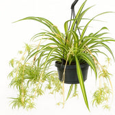 Chlorophytum Comosum Variegatum 55cm im 14cm Topf Nahaufnahme