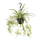 Chlorophytum Comosum Variegatum 55cm im 14cm Topf