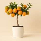 Citrus Mandarin 45cm im 16cm Topf