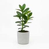 Clusia Rosea Princess 15cm