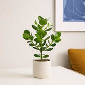 Clusia Rosea Princess 60cm im Wohnzimmer