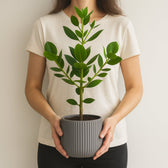Clusia Rosea Princess 60cm Größenvergleich