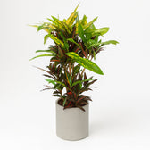 Codiaeum Mango (Croton Mango) 110cm im 27cm Topf