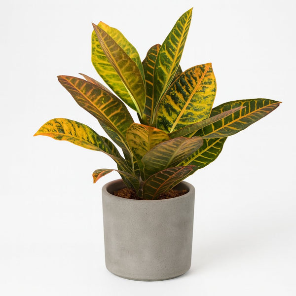 Croton Petra 45cm im 17cm Topf