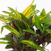 Codiaeum Mango (Croton Mango) 110cm im 27cm Topf Nahaufnahme