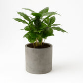 Coffea Arabica 30cm im 12cm Topf