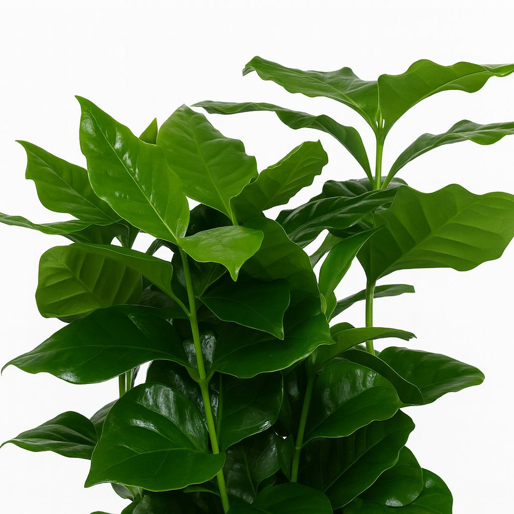 Coffea Arabica 25cm im 12cm Topf Nahaufnahme