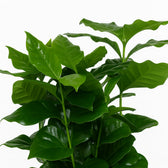 Coffea Arabica 25cm im 12cm Topf Nahaufnahme