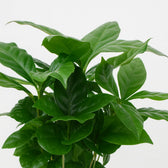 Coffea Arabica 30cm im 12cm Topf Nahaufnahme