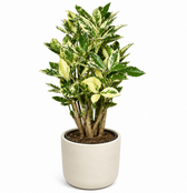 Croton Eburneum 55cm im 17cm Topf