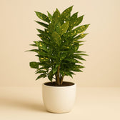 Croton Gold Dust 50cm im 14cm Topf
