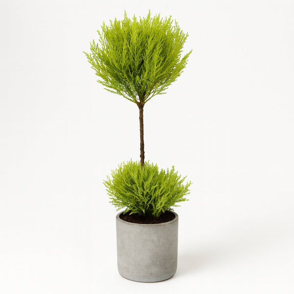 Cupressus Goldcrest Wilma 60cm