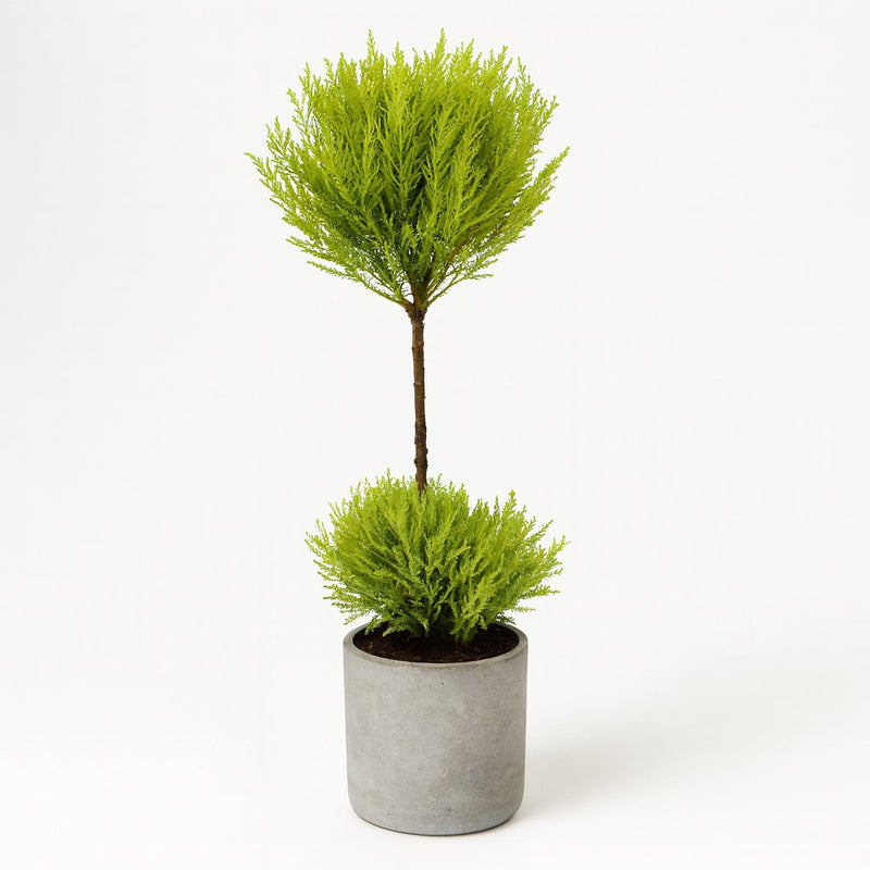 Cupressus Goldcrest Wilma Detail