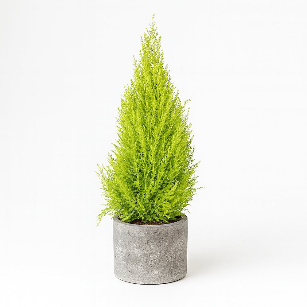Cupressus Goldcrest Wilma 90cm
