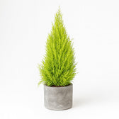 Cupressus Goldcrest Wilma 90cm