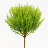 Cupressus Goldcrest Wilma 60cm Nahaufnahme