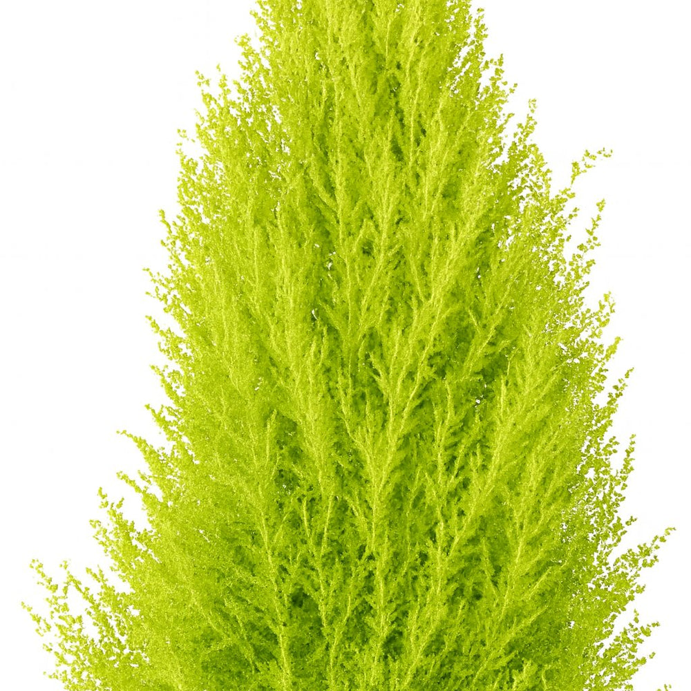 Cupressus Goldcrest Wilma 90cm Nahaufnahme