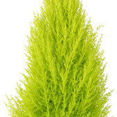 Cupressus Goldcrest Wilma 90cm Nahaufnahme