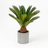 Cycas Revoluta 60cm im 17cm Topf