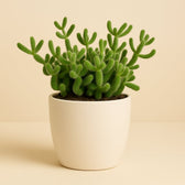 Delosperma Echinatum 20cm im 12cm Topf