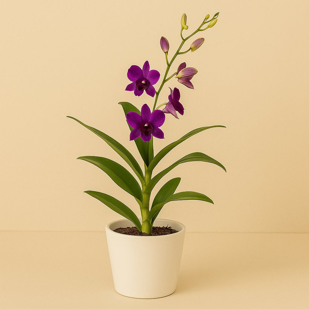 Dendrobium 70cm im 17cm Topf
