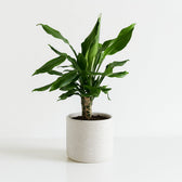 Dracaena Fagrans Steudneri Green 55cm im 17cm Topf