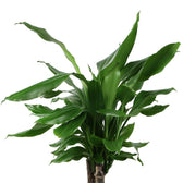 Dracaena Fagrans Steudneri Green 55cm im 17cm Topf Nahaufnahme