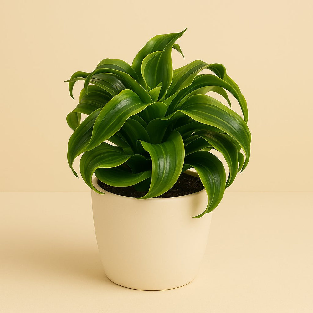 Dracaena Tornado 22cm im 12cm Topf