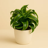 Dracaena Tornado 22cm im 12cm Topf