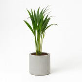 Dypsis Lutescens 40cm im 12cm Topf