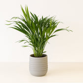 Dypsis Lutescens 60cm im 17cm Topf