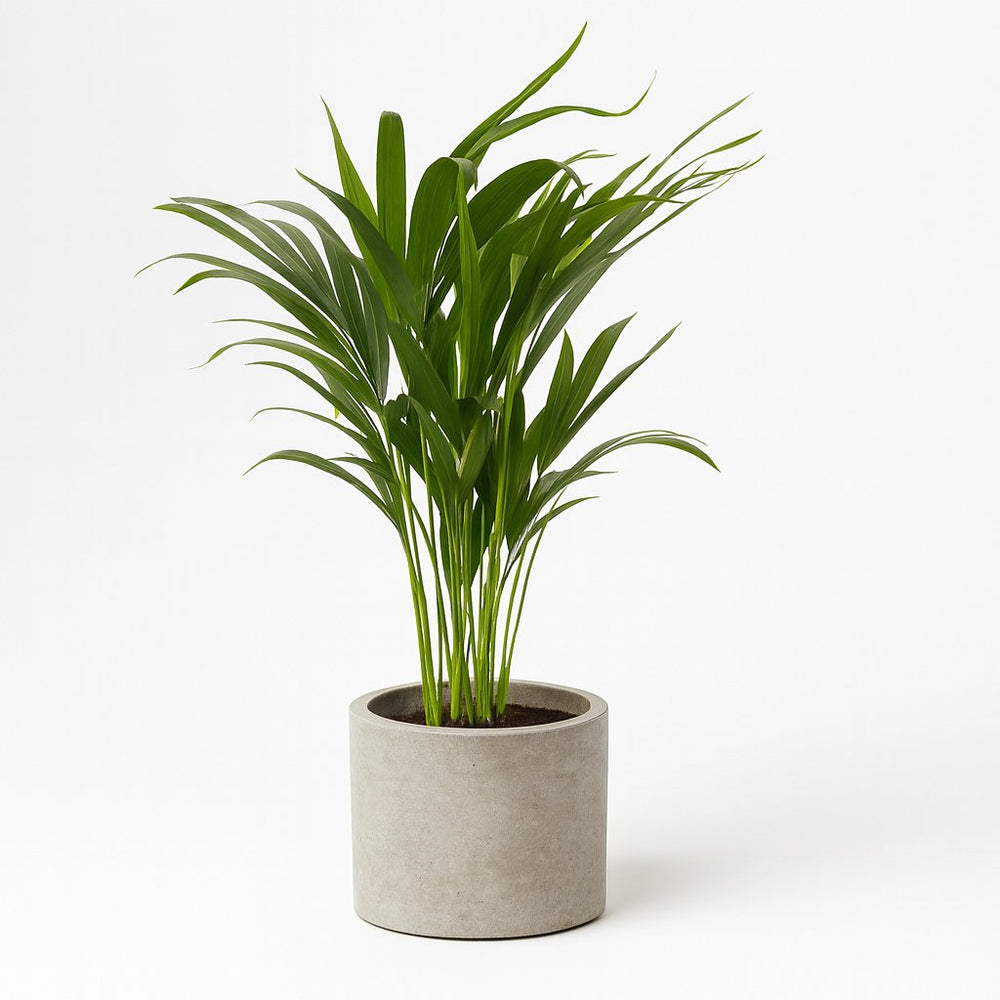 Dypsis Lutescens 65cm im 17cm Topf