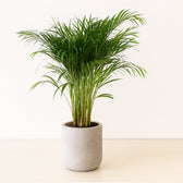 Dypsis Lutescens 120cm im 24cm Topf