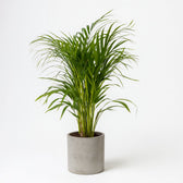 Dypsis Lutescens 100cm im 21cm Topf