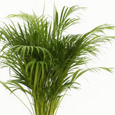 Dypsis Lutescens 110cm Nahaufnahme