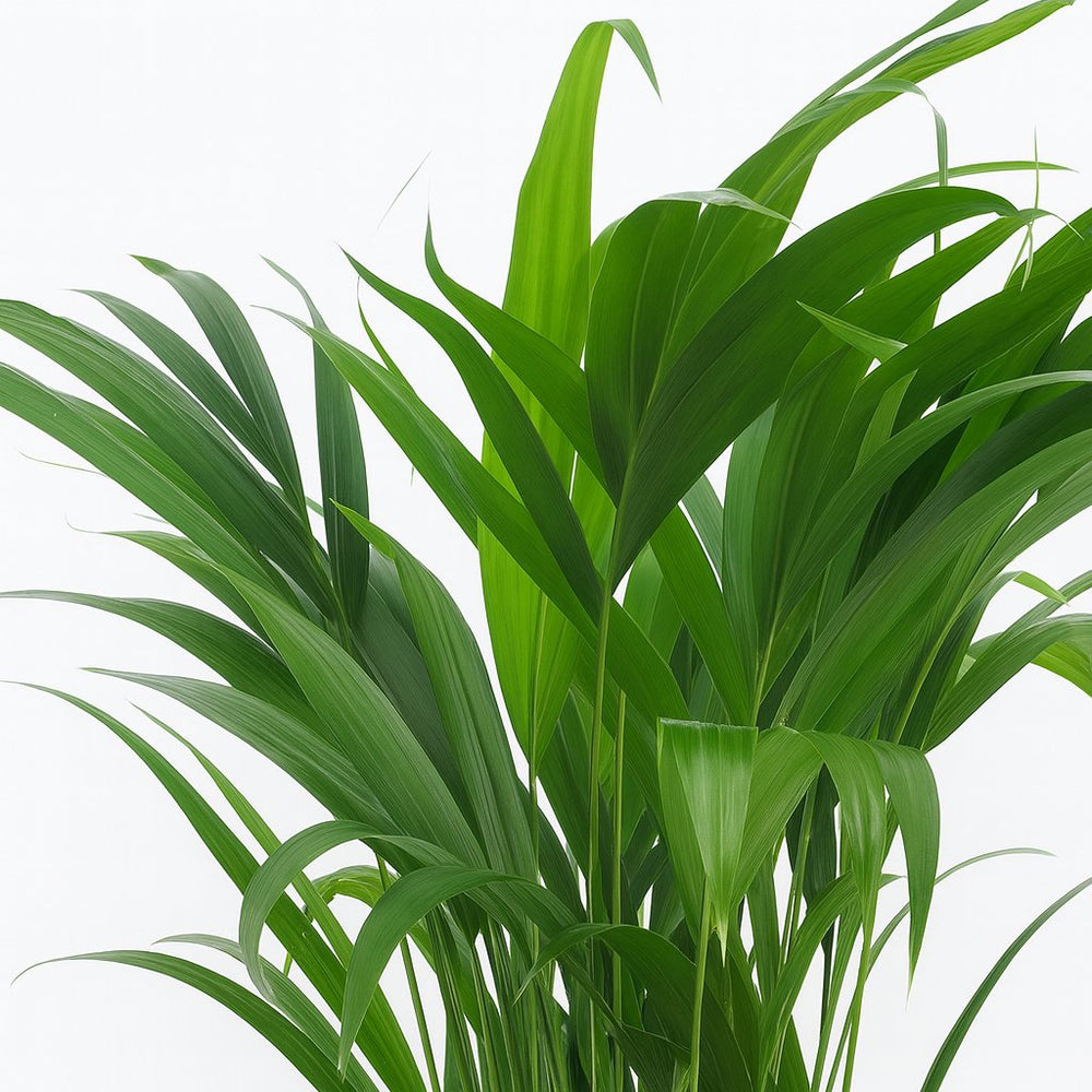 Dypsis Lutescens 65cm Nahaufnahme