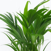 Dypsis Lutescens 65cm Nahaufnahme
