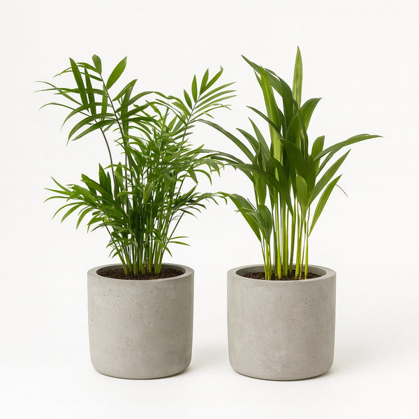 Dypsis lutescens und Chamadorea Duo (2 Stück) - 40cm in einem modernen Studio mit modernem Topf