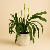 Epiphyllum Beavertale 60cm im 25cm Topf