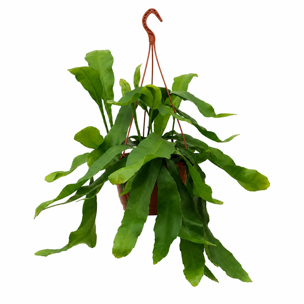 Epiphyllum Oxypetalum - Ø20cm - ↕40cm