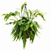 Epiphyllum Oxypetalum - Ø25cm - ↕70cm