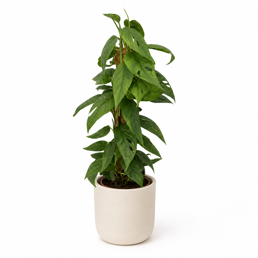 Epipremnum Cebu Blue - Ø15cm - 60cm