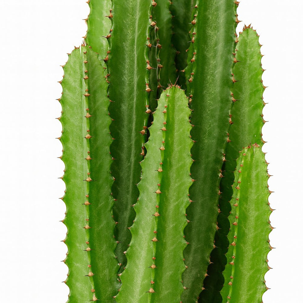 Euphorbia Trigona 70cm im 17cm Topf Nahaufnahme