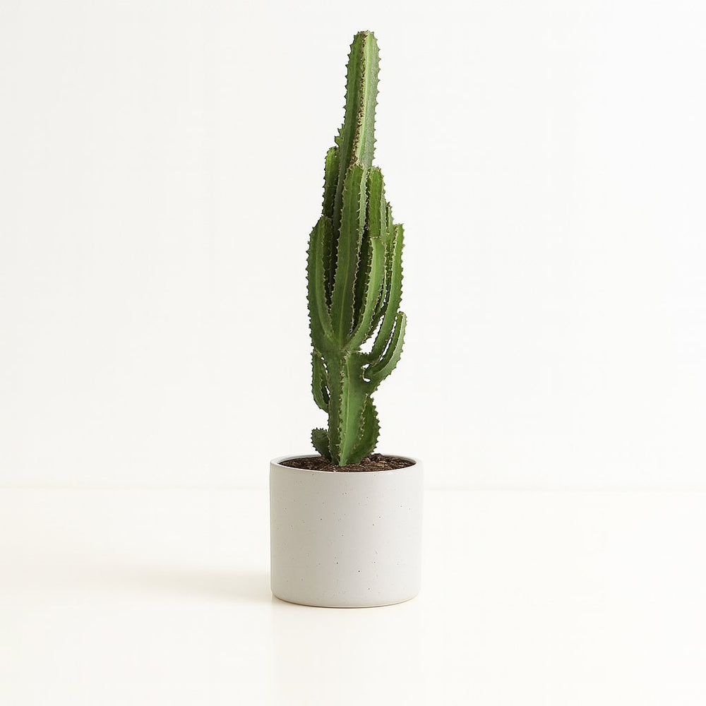 Euphorbia Trigona 70cm im 17cm Topf