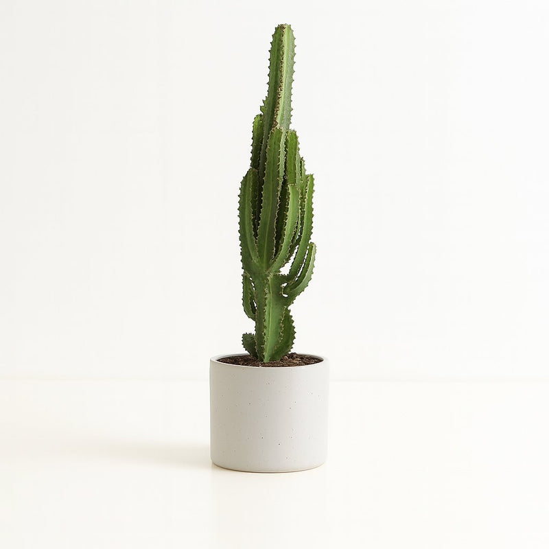 Euphorbia Trigona Detail