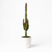 Euphorbia Trigona Rubra 70cm im 17cm Topf