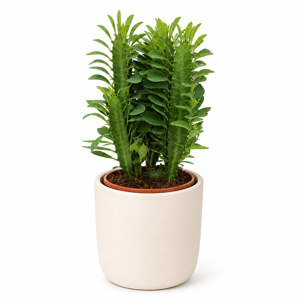 Euphorbia Trigona - Ø12cm - 40cm